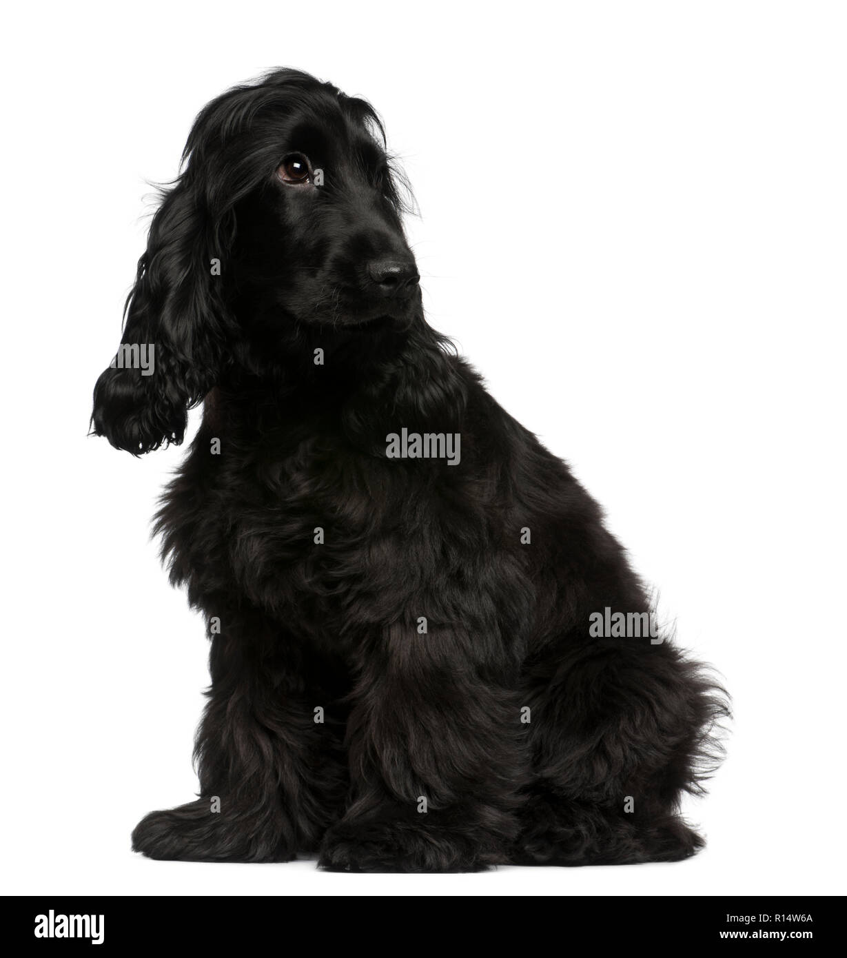 Cachorro De Cocker Spaniel Ingles Imagenes Recortadas De Stock Alamy Cachorro De Cocker Spaniel Ingles Imagenes Recortadas De Stock Alamy