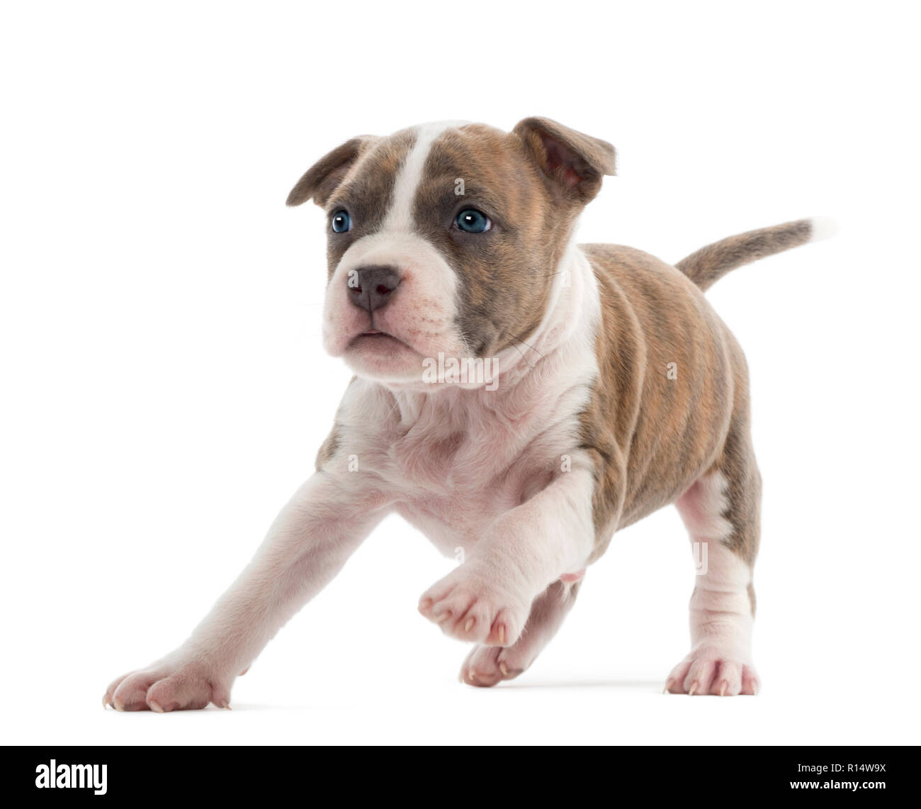 American Staffordshire Terrier cachorro ejecutando, 6 semanas de edad,  contra el fondo blanco Fotografía de stock - Alamy