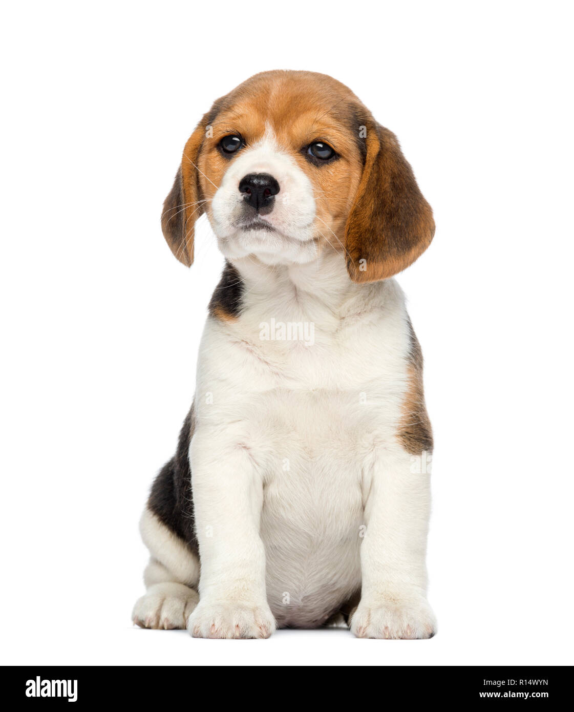 Cachorro de Beagle, de 2 meses de edad, sentado, aislado en blanco  Fotografía de stock - Alamy