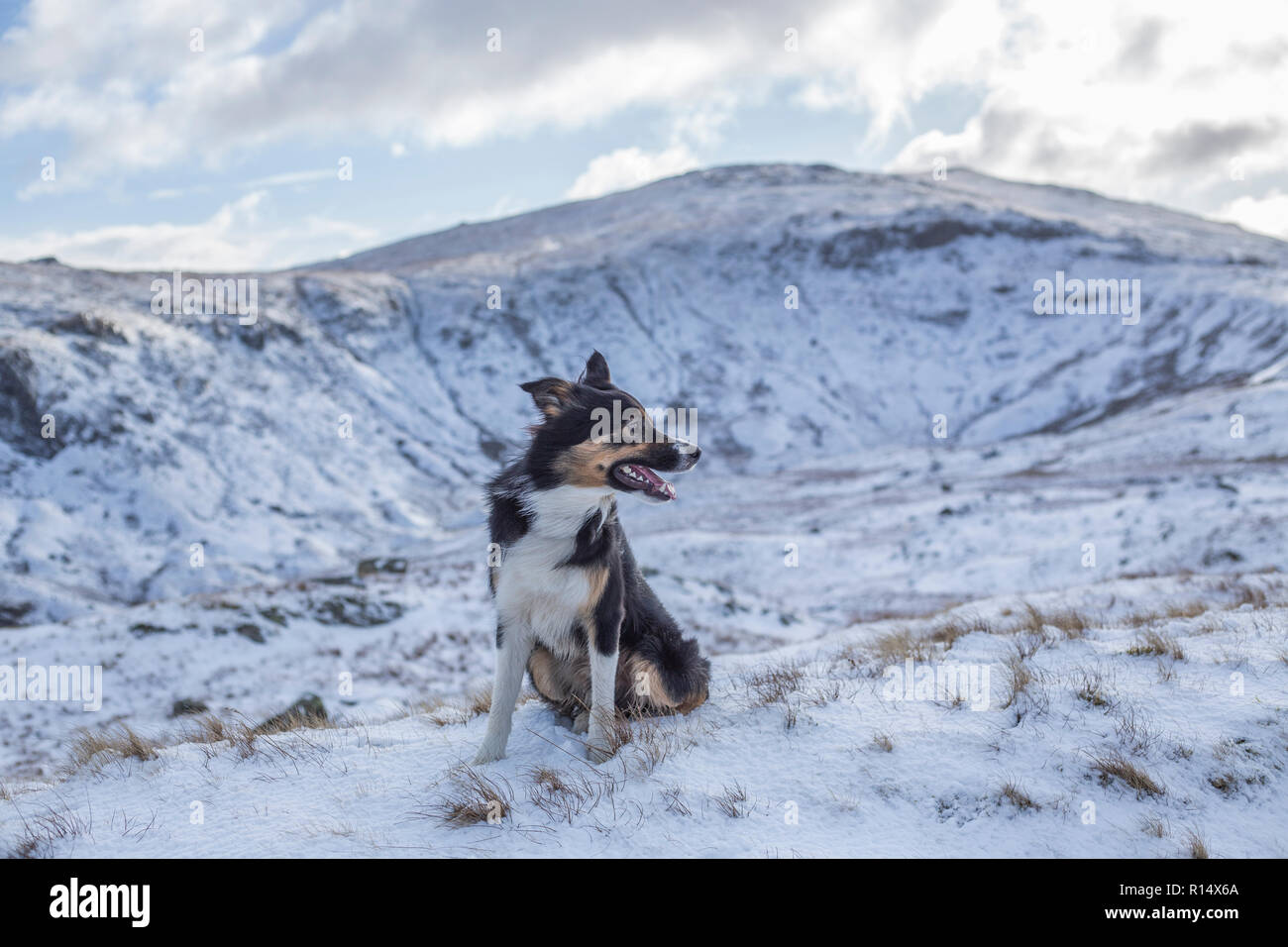 Un Border Collie tricolores rodeado por montañas cubiertas de nieve, mirando más allá de la cámara como si se busca en el paisaje para algo. Foto de stock