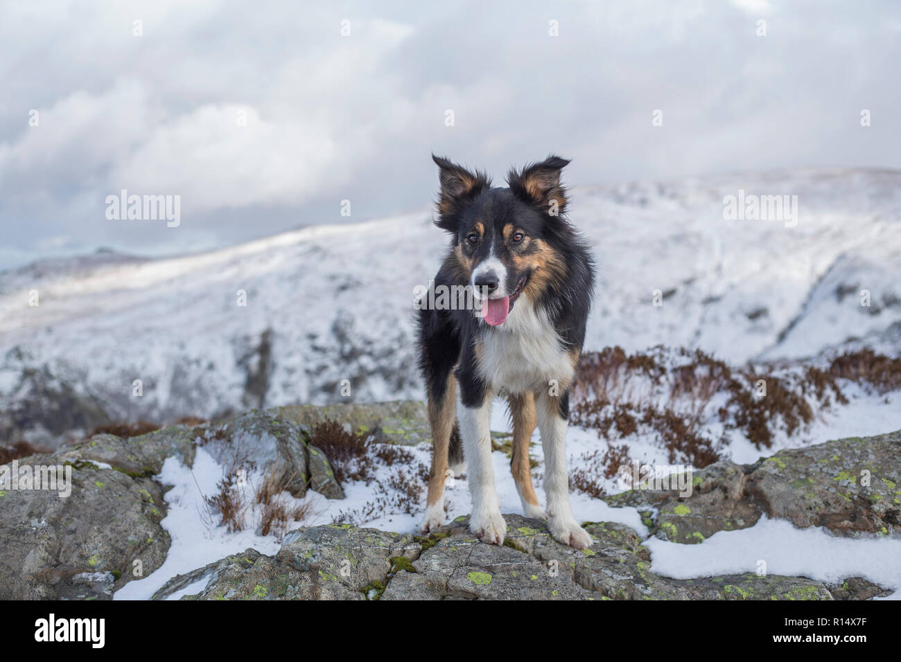 Un Border Collie tricolores rodeado por montañas cubiertas de nieve, mirando mirando directamente a la cámara, feliz de estar en condiciones de invierno. Foto de stock