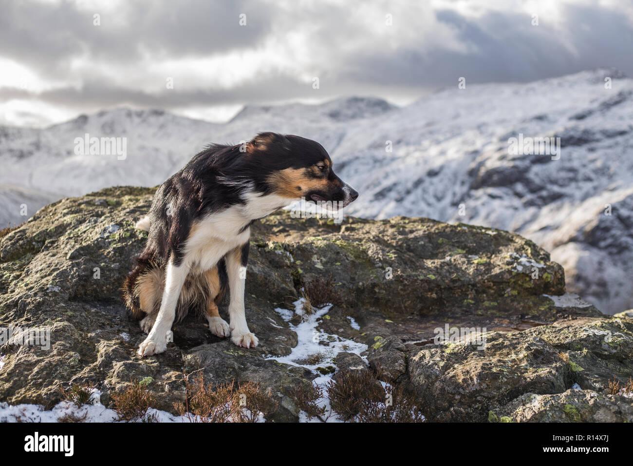 Un Border Collie tricolores rodeado por montañas cubiertas de nieve, mirando más allá de la cámara como si se busca en el paisaje para algo. Foto de stock