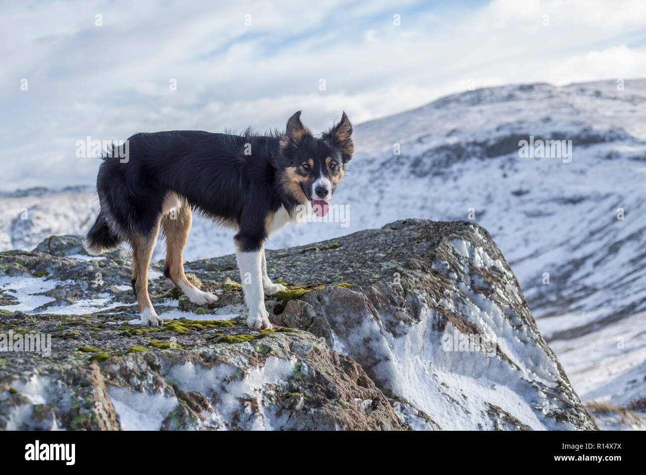 Un Border Collie tricolores rodeado por montañas cubiertas de nieve, mirando mirando directamente a la cámara mientras se sopla un viento fuerte. Foto de stock