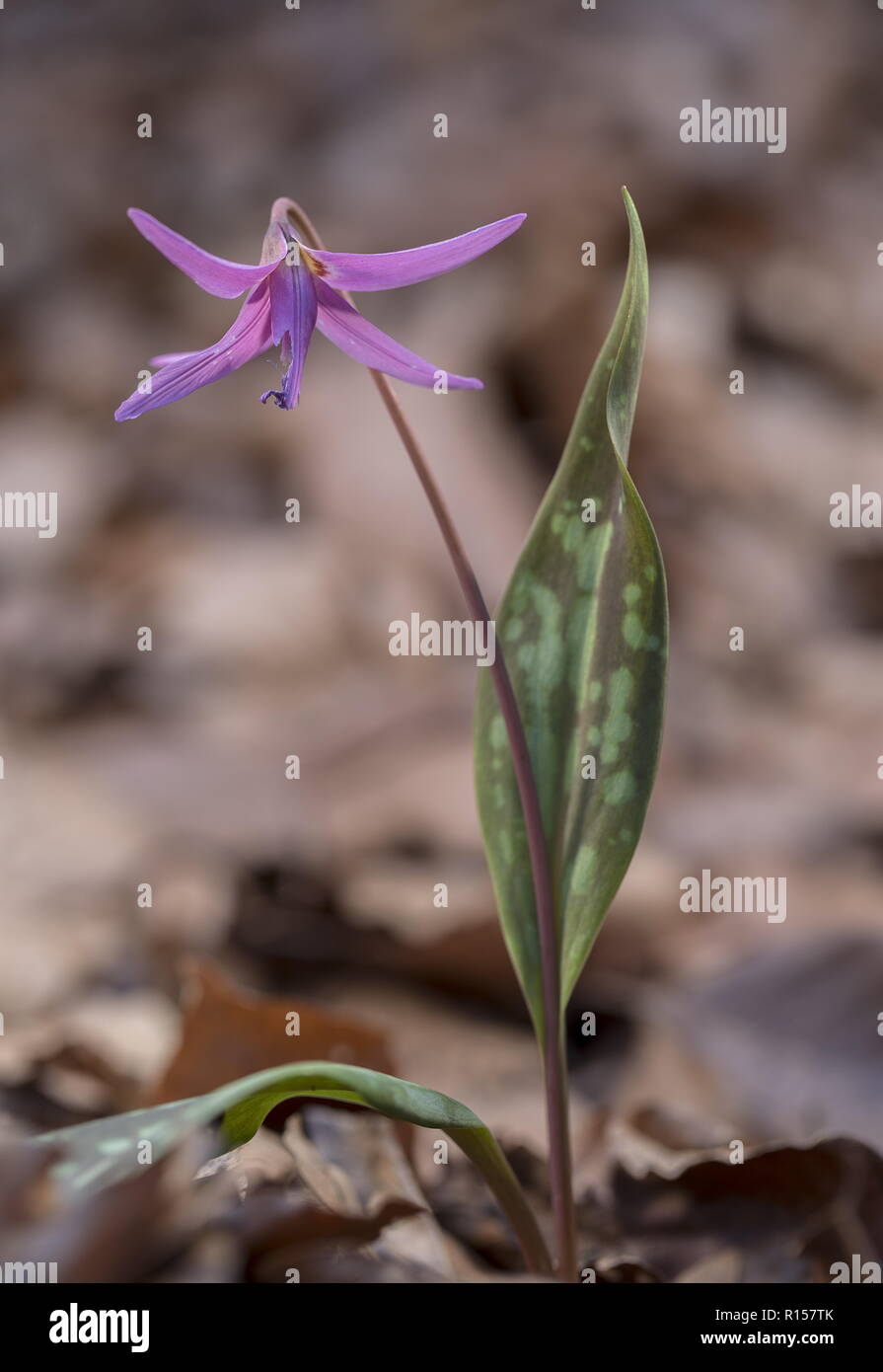 Diente de perro Violeta, Erythronium dens-canis en flor en el Beechwood montano, Croacia. Foto de stock