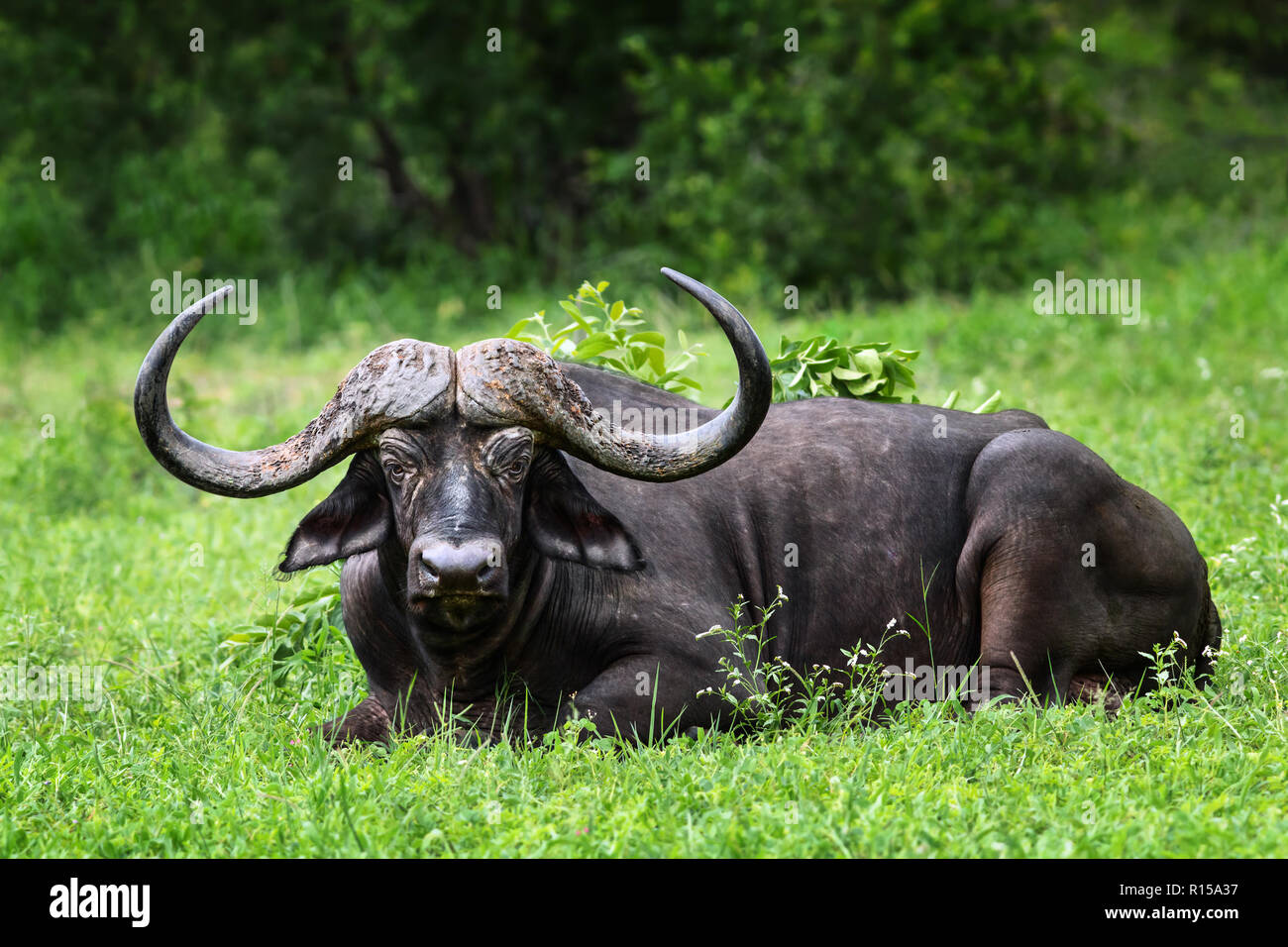 Buffalo masiva bull descansando en una exuberante vegetación verde Parque Nacional Kruger. Syncerus caffer Foto de stock