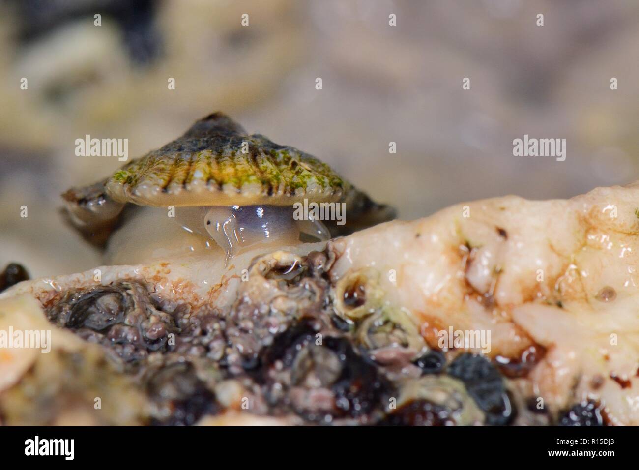 Common limpet (Patella vulgata) en el intermareal se mueven sobre las rocas expuestas en la marea baja, Cornualles, en el Reino Unido, septiembre. Foto de stock