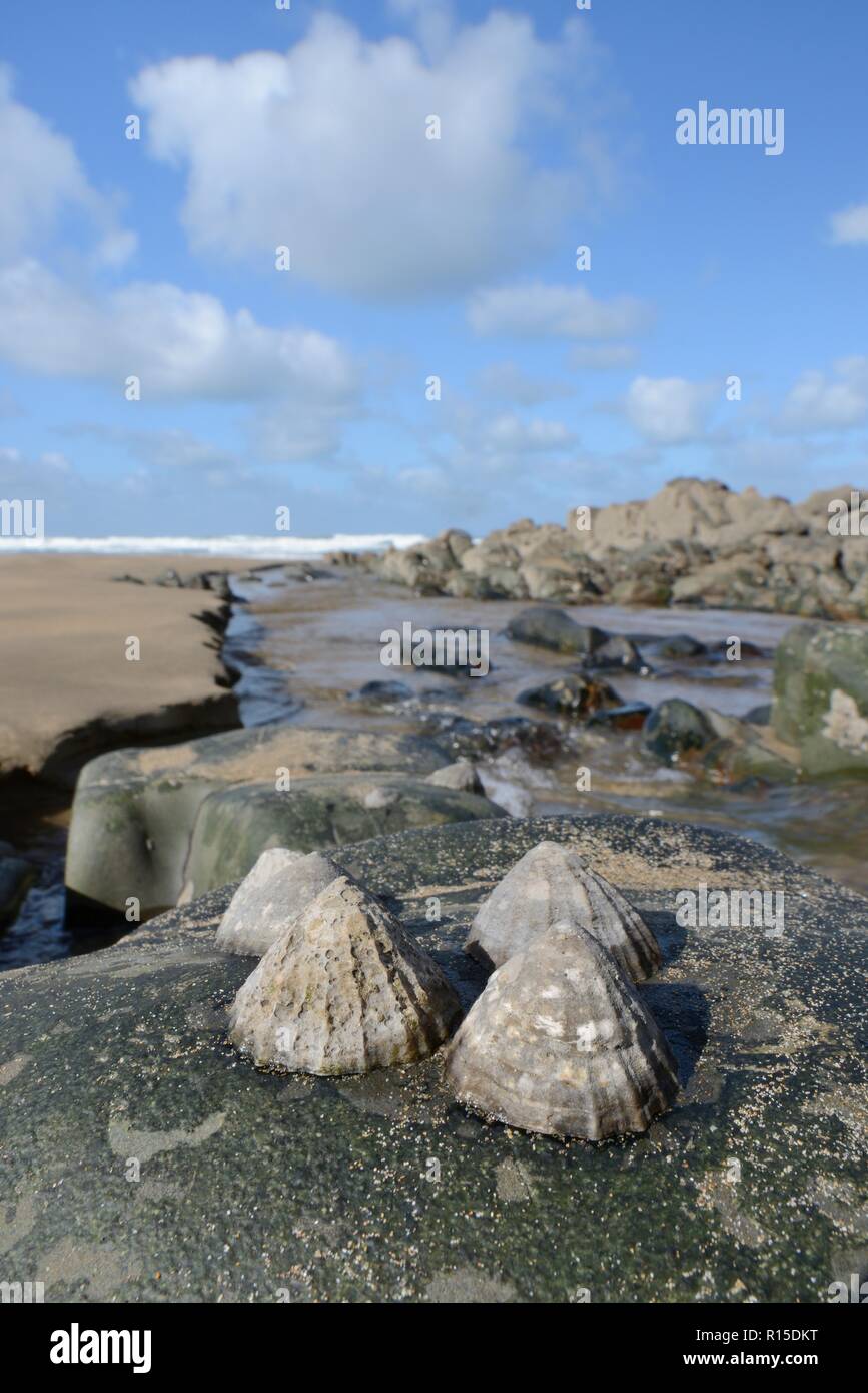 Lapa común (Patella vulgata) conectados a un boulder intermareal, expuestos por la caída de una marea, Cornualles, en el Reino Unido, septiembre. Foto de stock