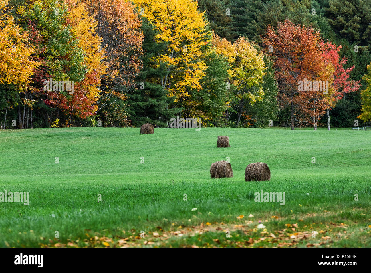 Los fardos de heno en un campo de otoño, Brandon, Vermont, EE.UU. Foto de stock