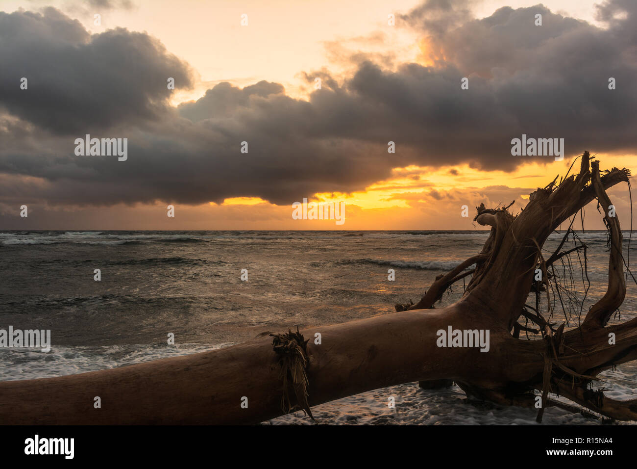 Árbol muerto en la playa al amanecer en Waipouli Costa, Kauai, Hawai Foto de stock