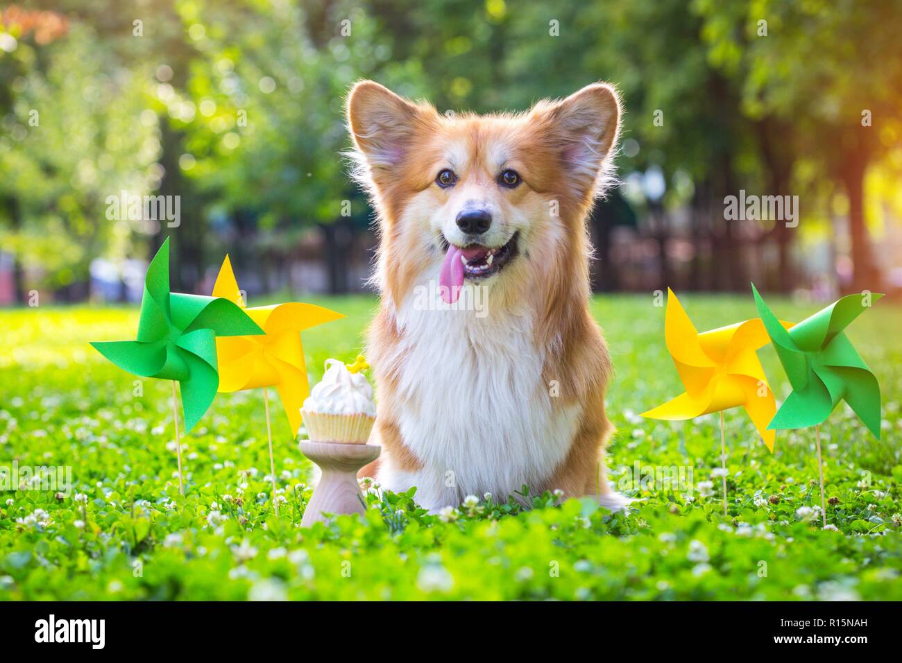 Cumpleaños fuera hermosa corgi fluffy sobre césped verde y colorida fiesta de banderas en el fondo Foto de stock