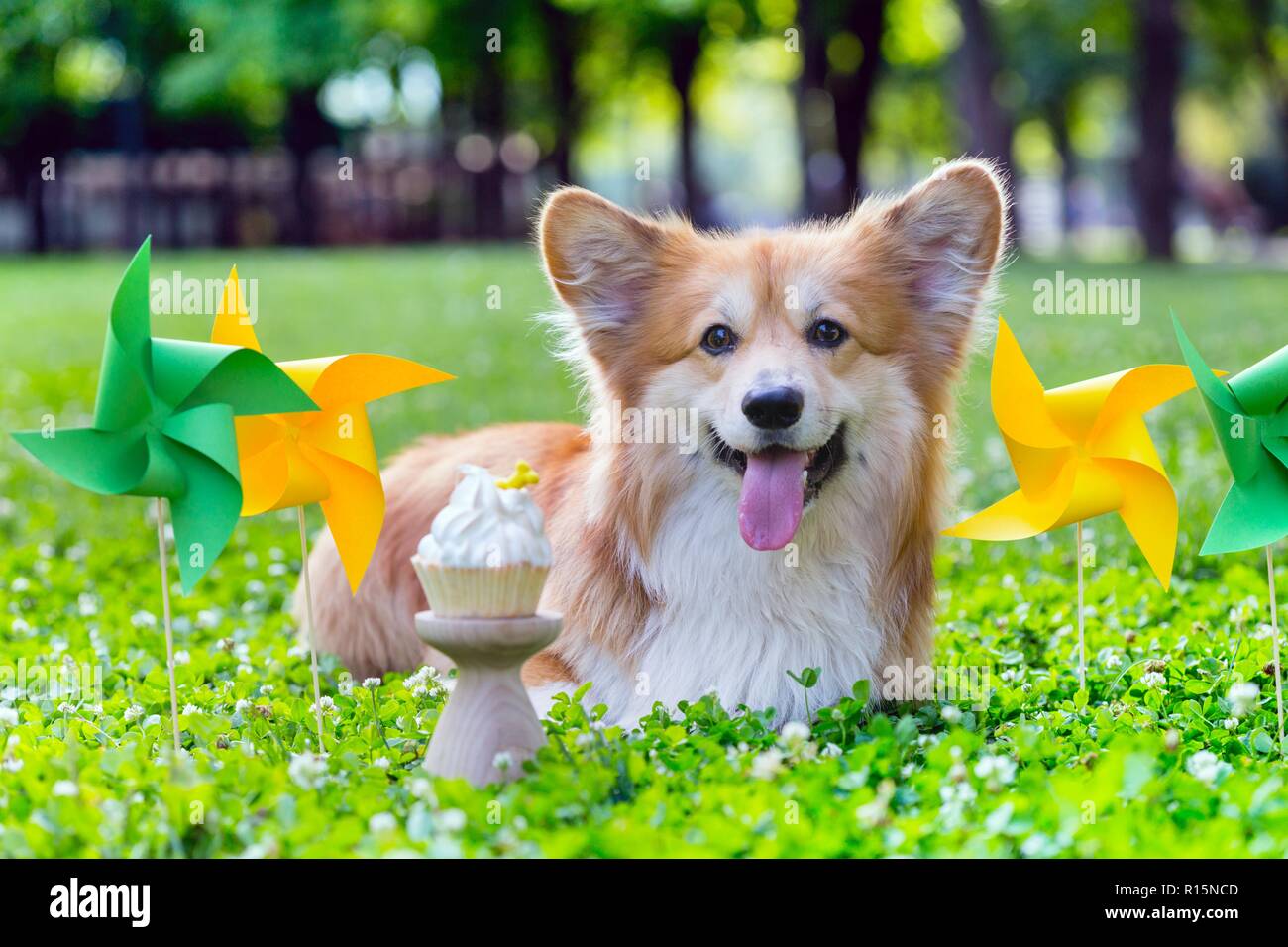 Cumpleaños fuera hermosa corgi fluffy sobre césped verde y colorida fiesta de banderas en el fondo Foto de stock