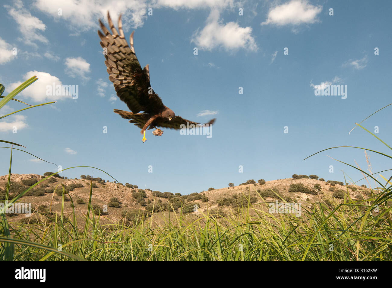 Aguilucho cenizo (Circus pygargus), hembra melenica llegando al nido con alimento para su joven Foto de stock