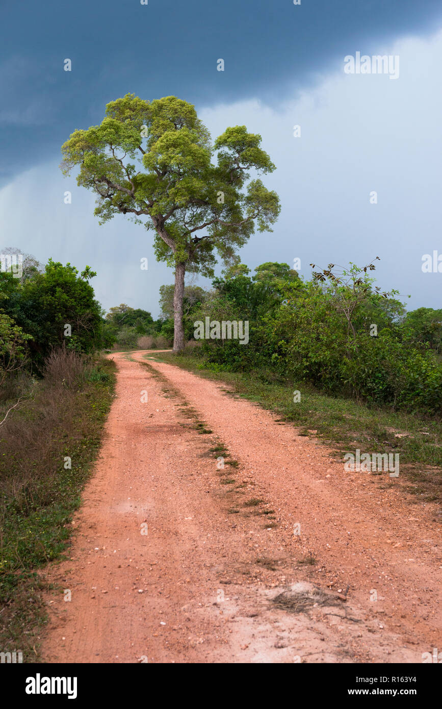 Un camino de tierra en el norte del Pantanal con acercarse a una tormenta Foto de stock
