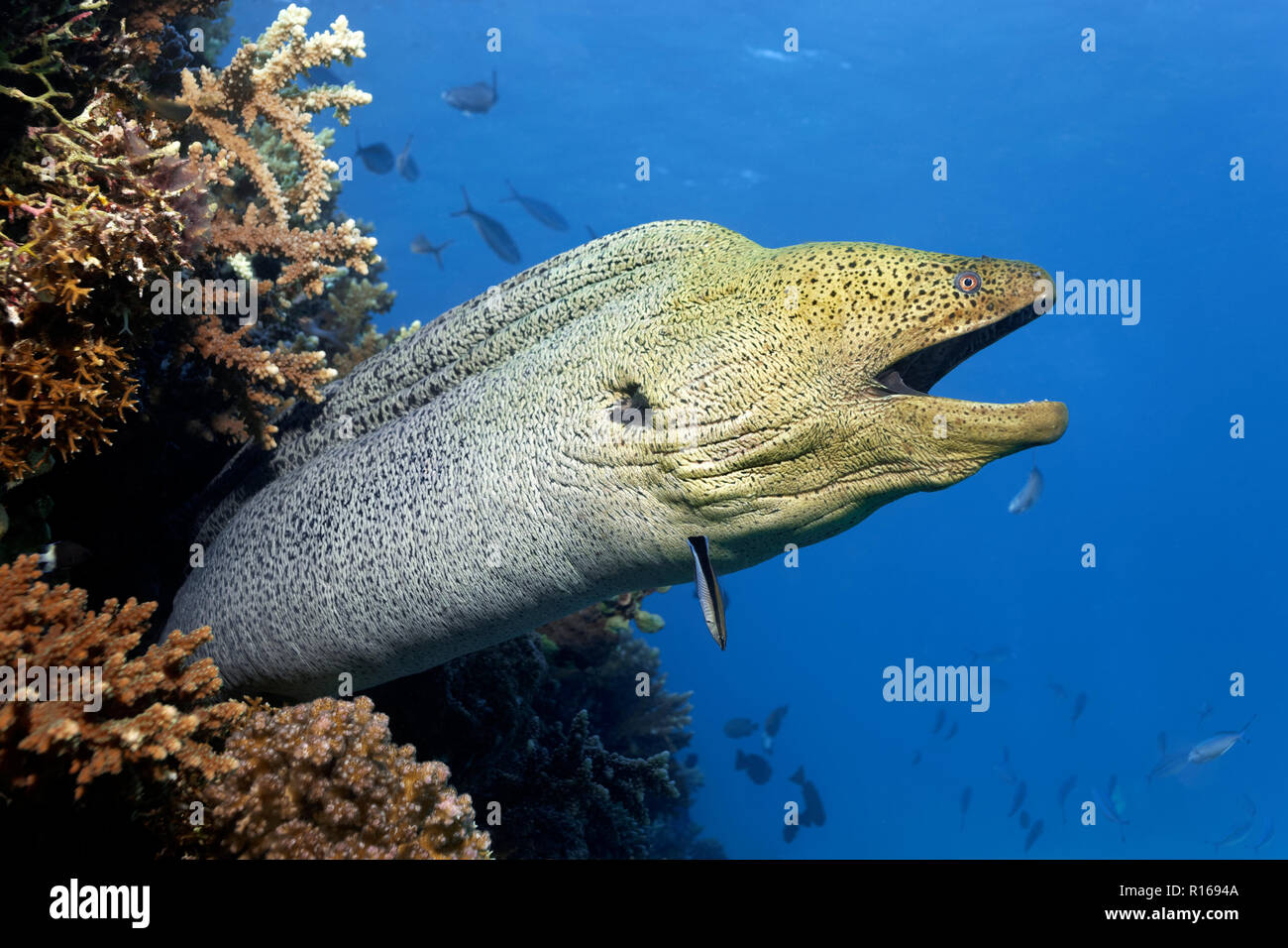 Giant Moray moray (Gymnothorax javanicus) con la boca abierta sobresalga del agujero en el arrecife de coral, la Gran Barrera de Coral, el Pacífico Foto de stock