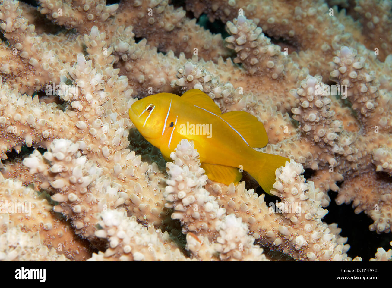 Veneno Goby (Gobiodon citrinus) sobre Agropora Coral (Agropora sp.), el amarillo, el de la Gran Barrera de Coral, el Pacífico, Australia Foto de stock