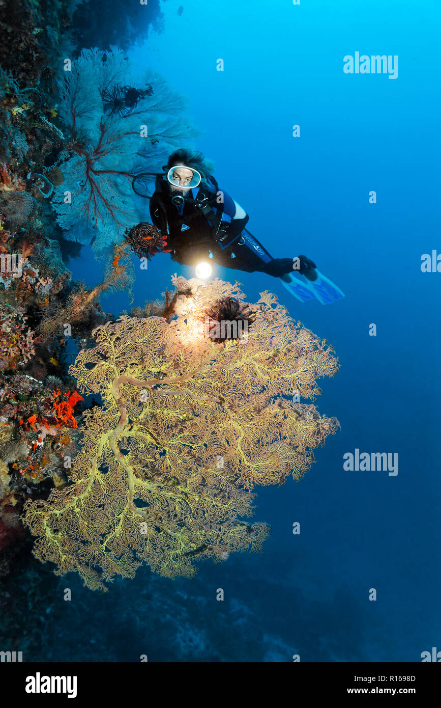 Buzo con lámpara de pared de arrecifes de coral mirando el mar gigante Ventilador (Annella mollis), Pacífico, Queensland, Australia Foto de stock