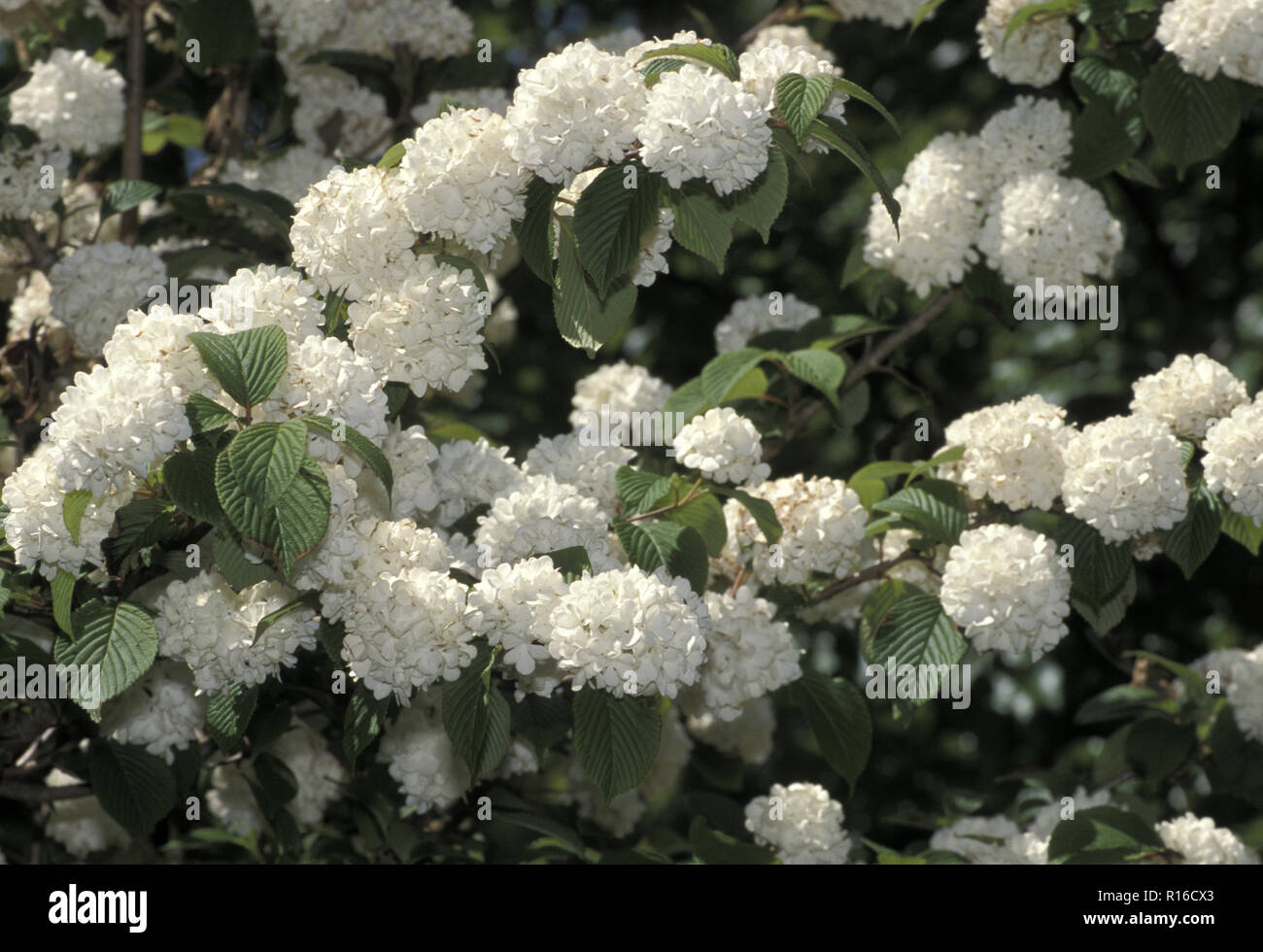 VIBURNUM BUSH EN FLOR Foto de stock