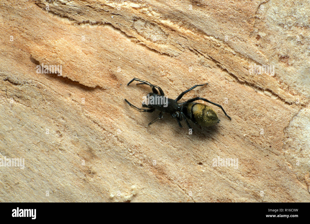 ANT-imitando JUMPING SPIDER (MYMARACHNE SALTICIDAE SP.). Foto de stock