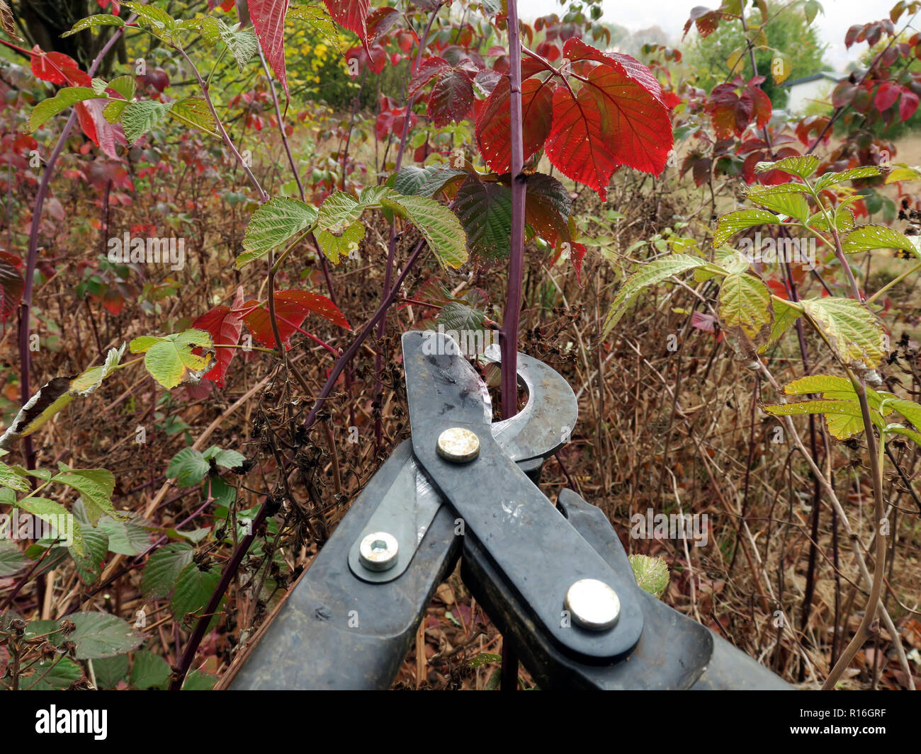 Zella Mehlis, Alemania. 29 Oct, 2018. Una poda para usarlo contra cizallamiento arbustos de zarzamora en un jardín salvaje. Crédito: Soeren Bozo/dpa-Zentralbild/ZB/dpa/Alamy Live News Foto de stock