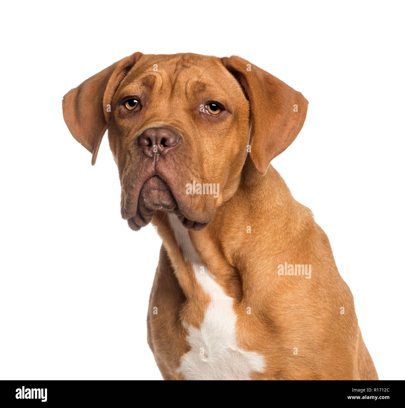 Disparo de un cachorro Dogo de Burdeos (5 meses Fotografía de stock - Alamy