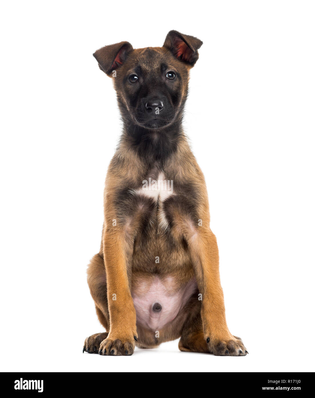 Pastor Belga cachorro (2 meses Fotografía de stock - Alamy