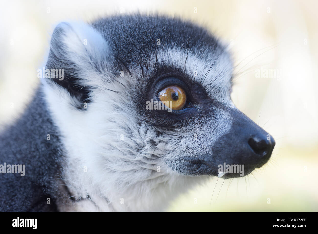 Close Up retrato de un Lémur de cola de anillo (Lemur catta) buscando sideway Foto de stock