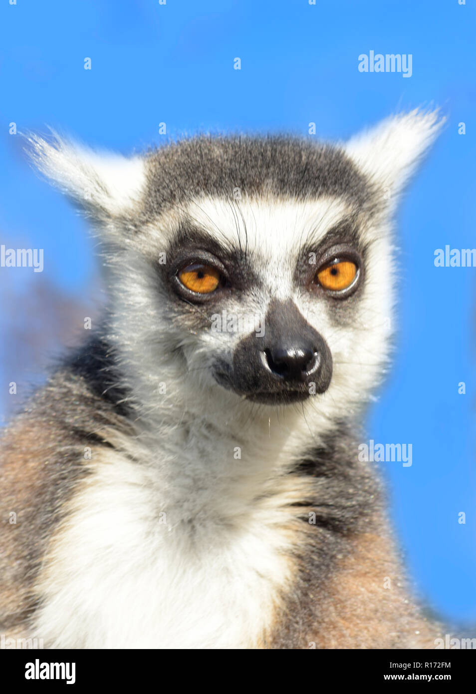 Close Up retrato de un Lémur de cola de anillo (Lemur catta) mirando a la cámara Foto de stock
