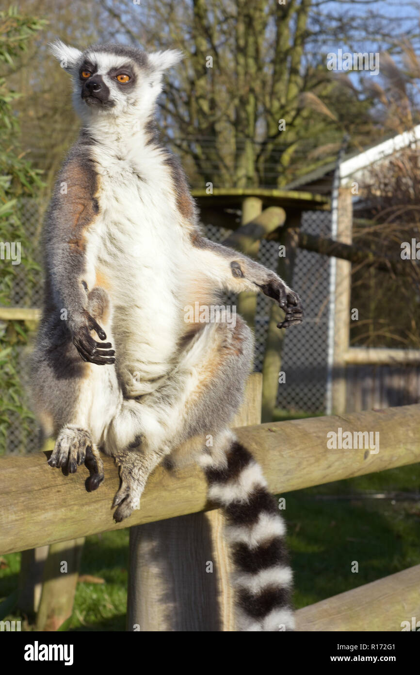 Retrato de un Lémur de cola de anillo (Lemur catta)sentado en el cerco buscando sideway Foto de stock