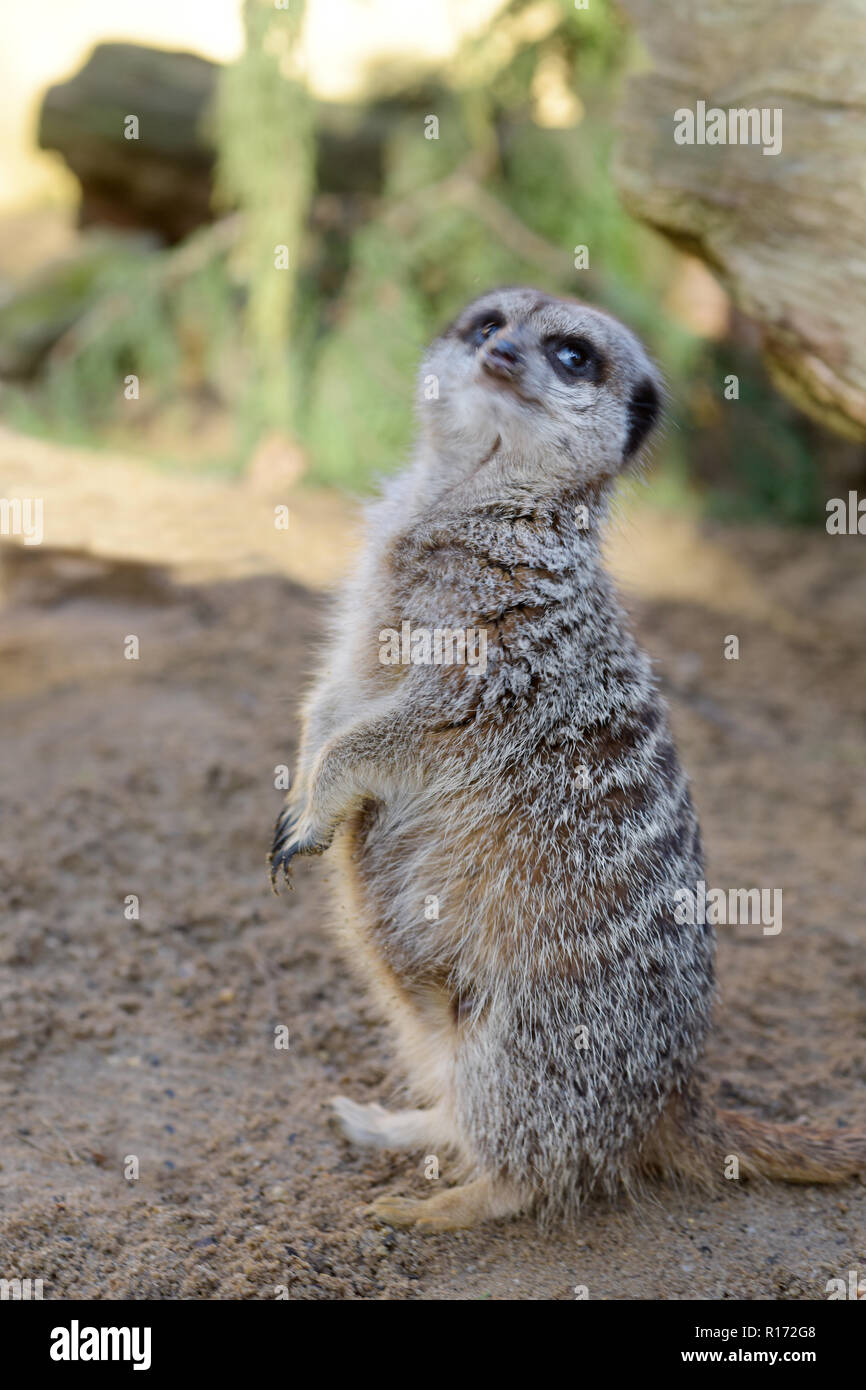 Retrato de un Lémur de cola de anillo (Lemur catta) de pie sobre dos pies y mirando la cámara lateralmente Foto de stock
