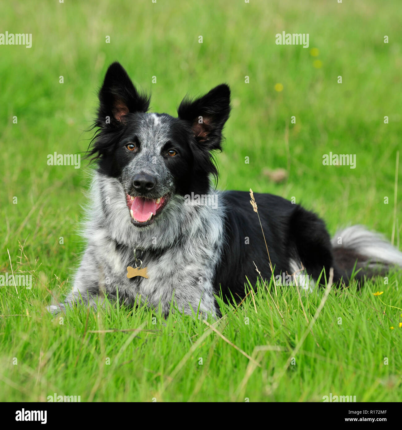 Perro pastor de border collie fotografías e imágenes de alta resolución