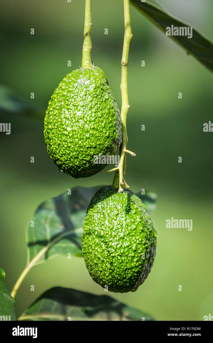 Los aguacates son conocidos como "oro verde" en los alrededores de Uruapan, Michoacán, México. Foto de stock