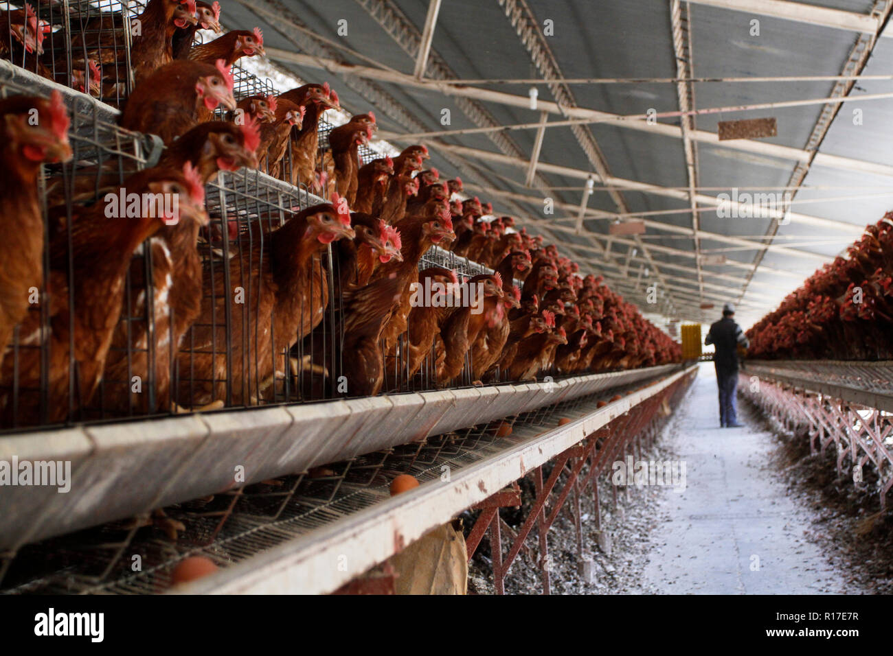 MENDOZA, ARGENTINA, 13 de agosto de 2014. Criadero de pollo, aves dedicadas a la producción de huevos, Luzuriaga de Maipú, de la ciudad de Mendoza. Foto: Axel llore Foto de stock