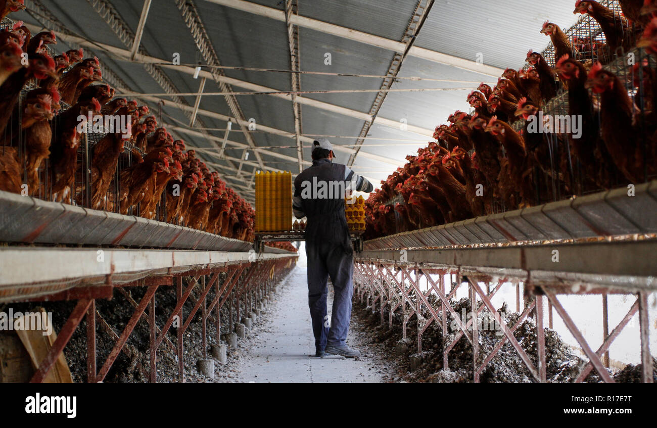 MENDOZA, ARGENTINA, 13 de agosto de 2014. Criadero de pollo, aves dedicadas a la producción de huevos, Luzuriaga de Maipú, de la ciudad de Mendoza. Foto: Axel llore Foto de stock