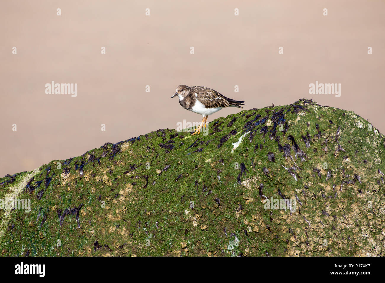Una sola Turnstone (Arenaria interpres) el forrajeo de aves para alimentos en algas y rocas cubiertas de musgo. Tomada en la playa en Prestatyn, North Wales, REINO UNIDO 2018 Foto de stock