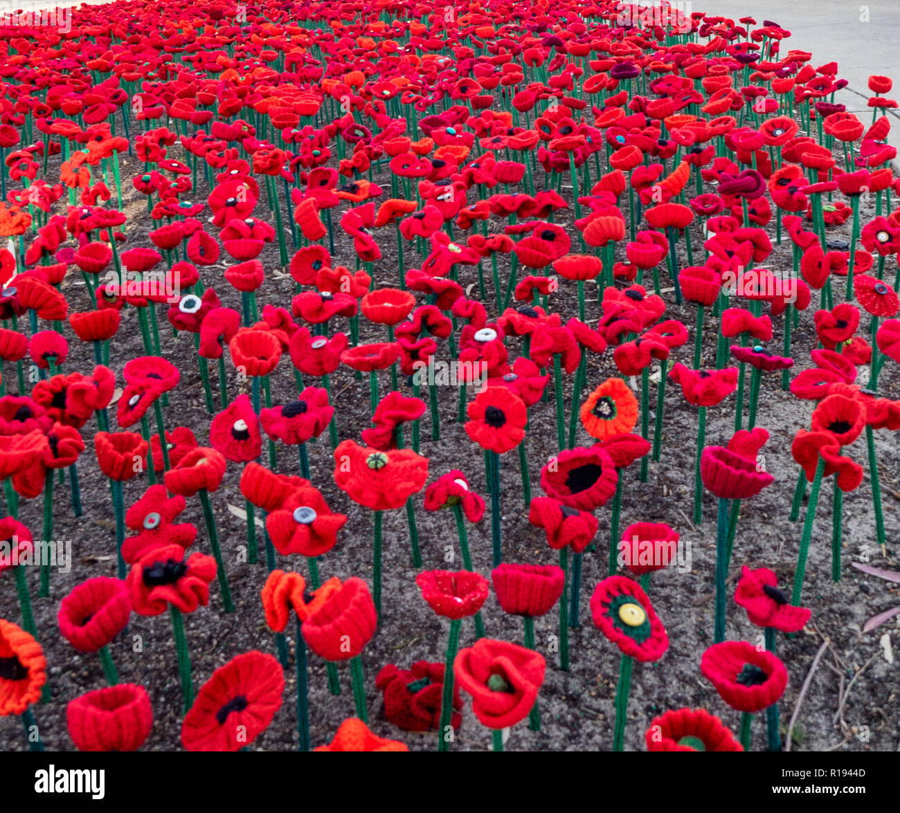 2018 Remembrance Day amapola mostrar Proyecto artesanal de amapola en el Parque Kings Perth Australia Occidental Foto de stock