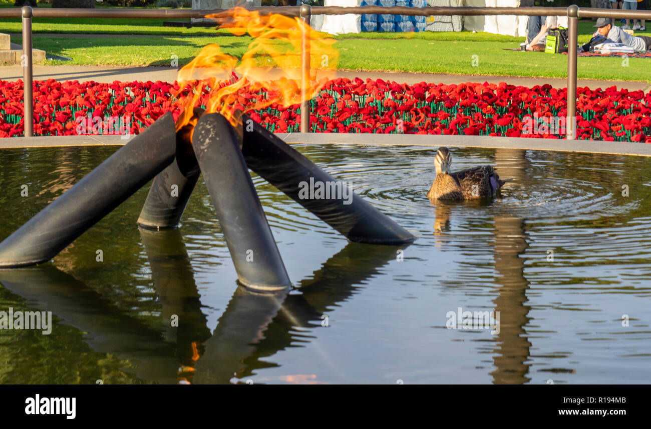 2018 Remembrance Day amapola mostrar Proyecto artesanal de amapola en el Parque Kings Perth Australia Occidental Foto de stock