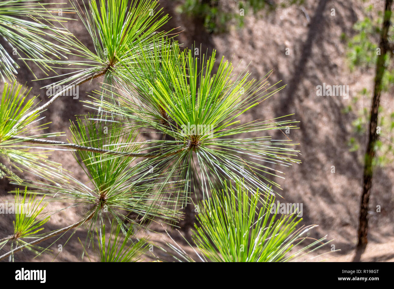Las Hojas Del Pino Canario Pinus Canariensis Fotografia De Stock Alamy