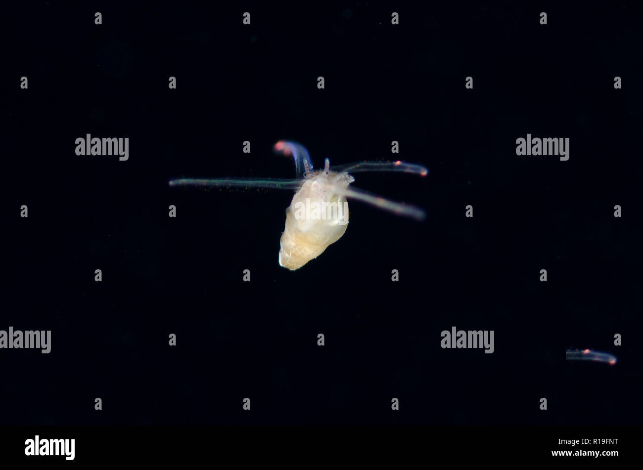 Caracol de mar pelágico larval, clase Gastropoda, natación, buceo nocturno, TK1 sitio de buceo, Lembeh Straits, Sulawesi, Indonesia Foto de stock