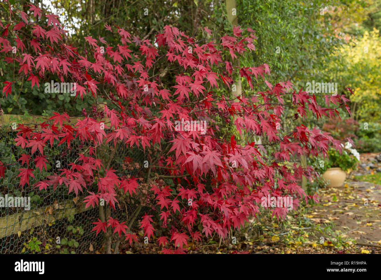 Acer Palmatum Bloodgood, un japonés Arce, en otoño, en un jardín de Devon. Foto de stock