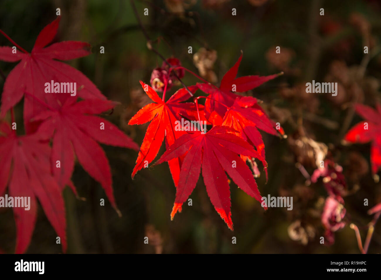 Acer Palmatum Bloodgood, un japonés Arce, en otoño, en un jardín de Devon. Foto de stock