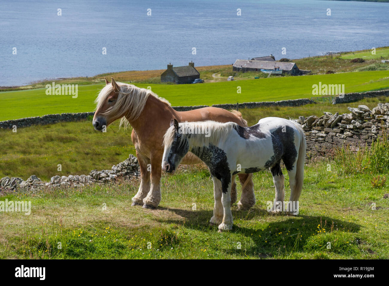 Hermosos ponis en el pastoreo de verano en Rousay, Orkney Foto de stock