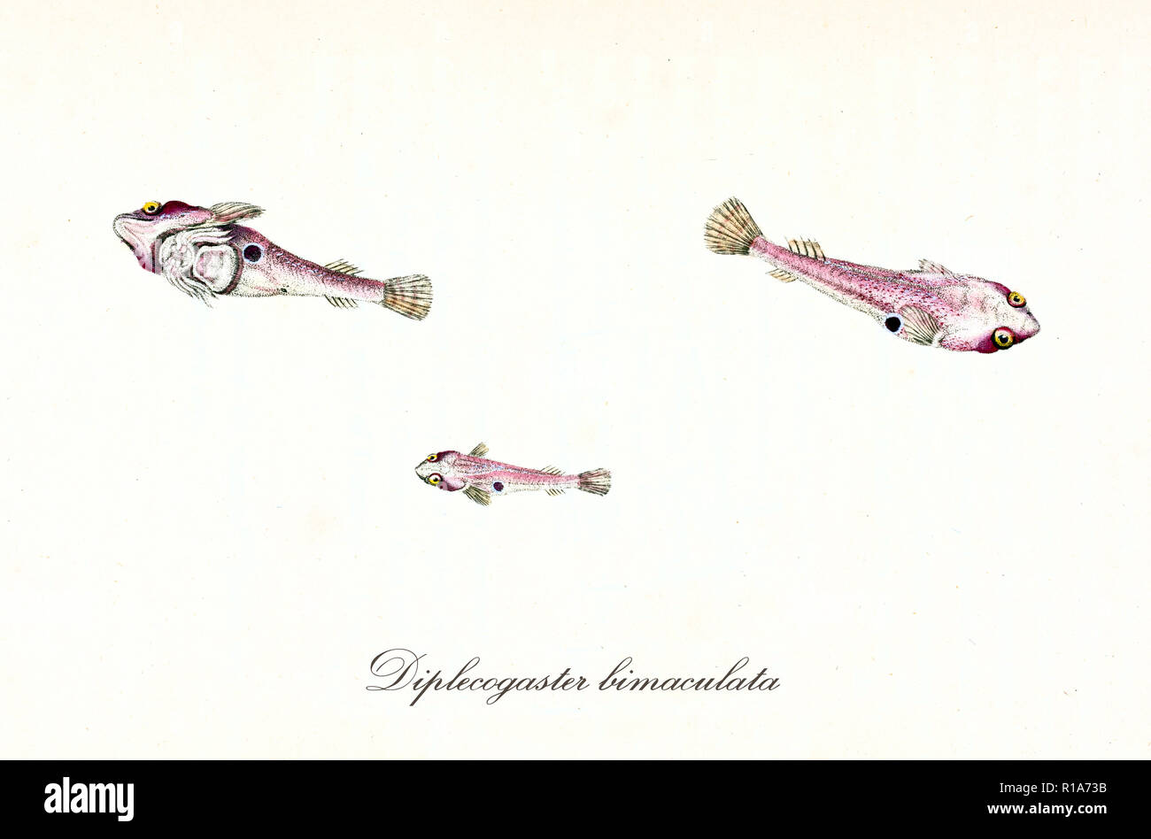 Antigua ilustración colorida de Two-Spotted Clingfish (Diplecogaster bimaculata), vista superior de tres pequeños ejemplares rosado, elementos aislados sobre fondo blanco. Por Edward Donovan. Londres 1802 Foto de stock