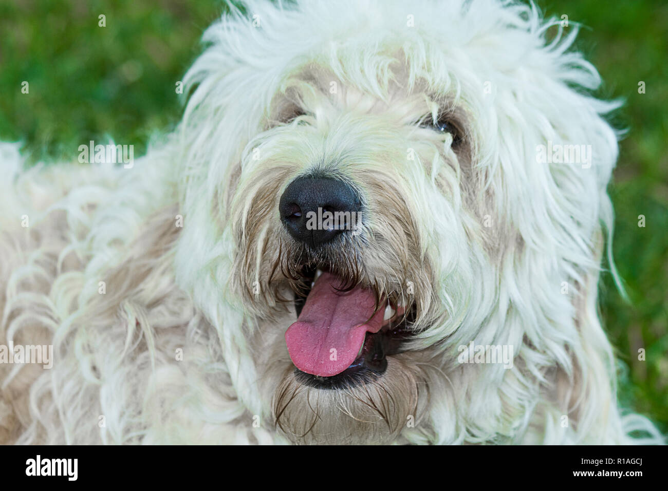 Perro lanudo blanco fotografías e imágenes de alta resolución - Alamy