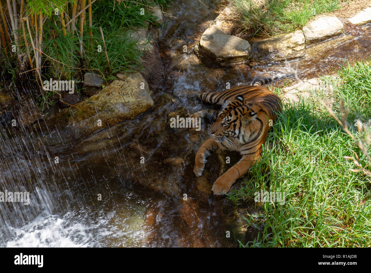 Un tigre de Sumatra relajante por un curso de agua en el San Diego Zoo Safari Park, Escondido, CA, Estados Unidos Foto de stock