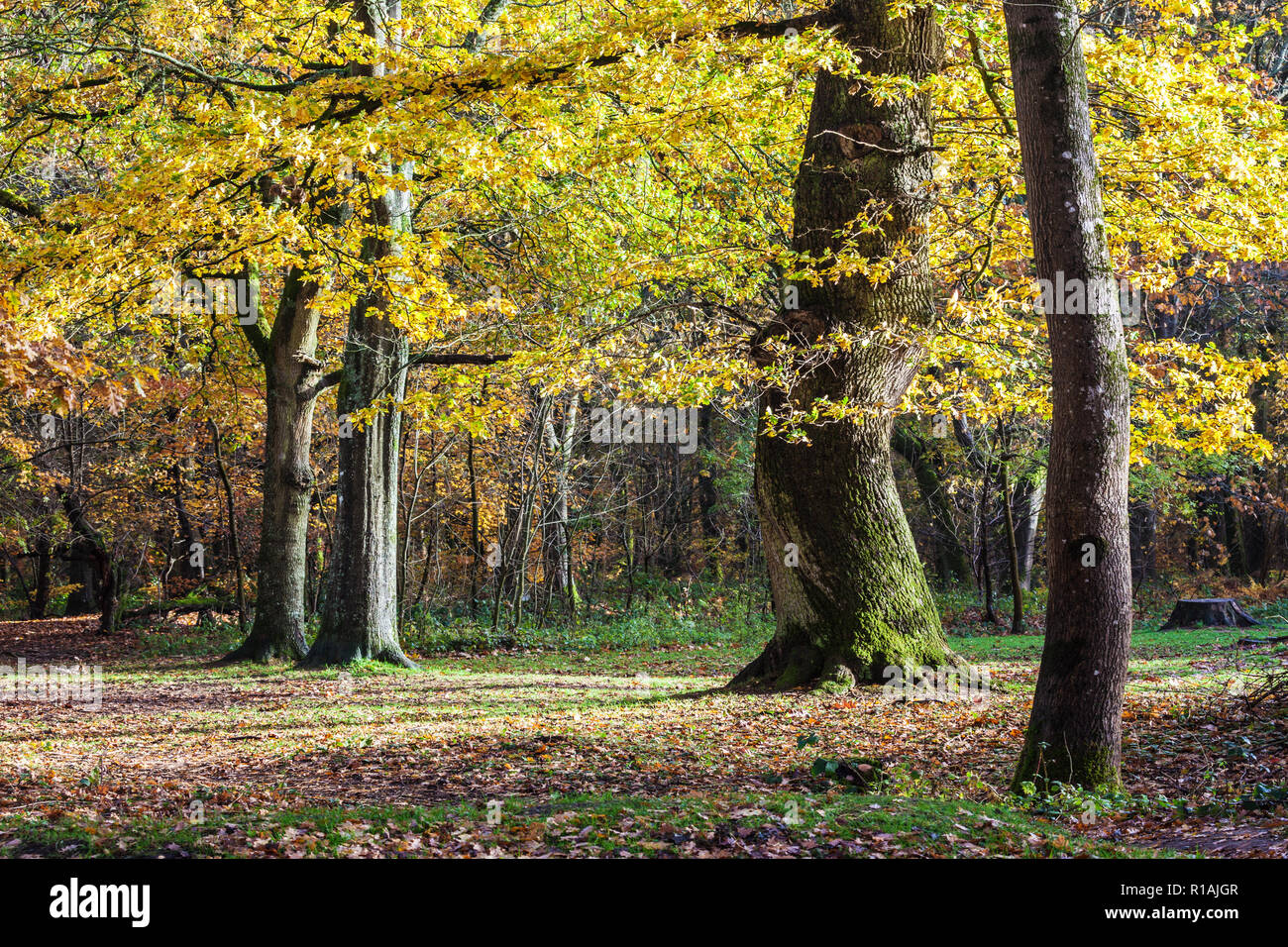 Otoño en el bosque Savernake Wiltshire. Foto de stock