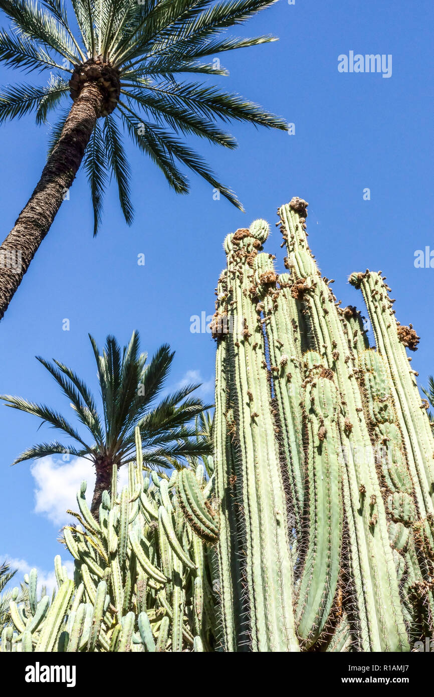 España, Elche, el Jardín Botánico, el Huerto del Cura, la palmera de la provincia de Alicante, Comunidad Valenciana Foto de stock