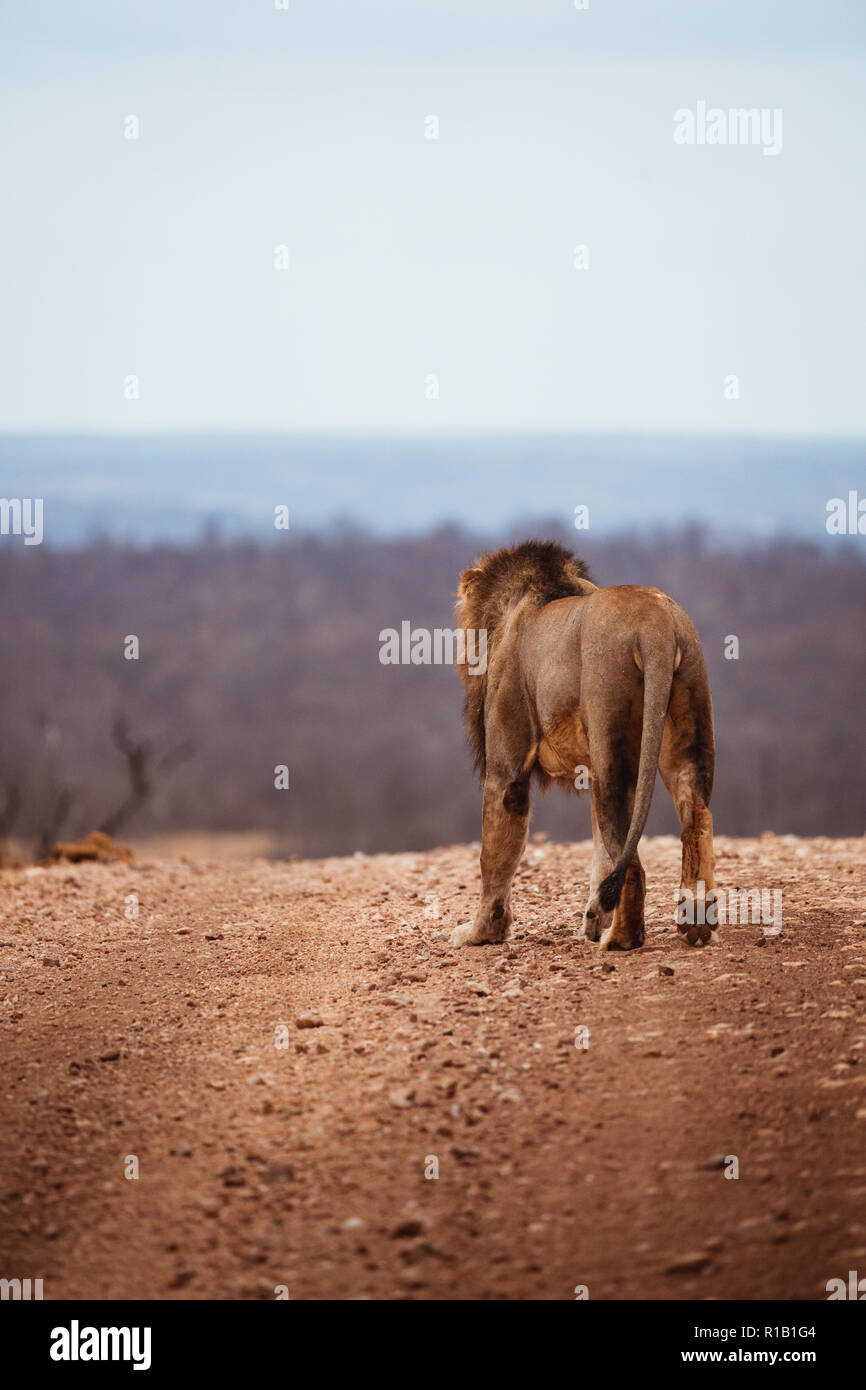 Moody León cazando en el monte seco, el Parque Nacional Kruger, Sudáfrica Foto de stock