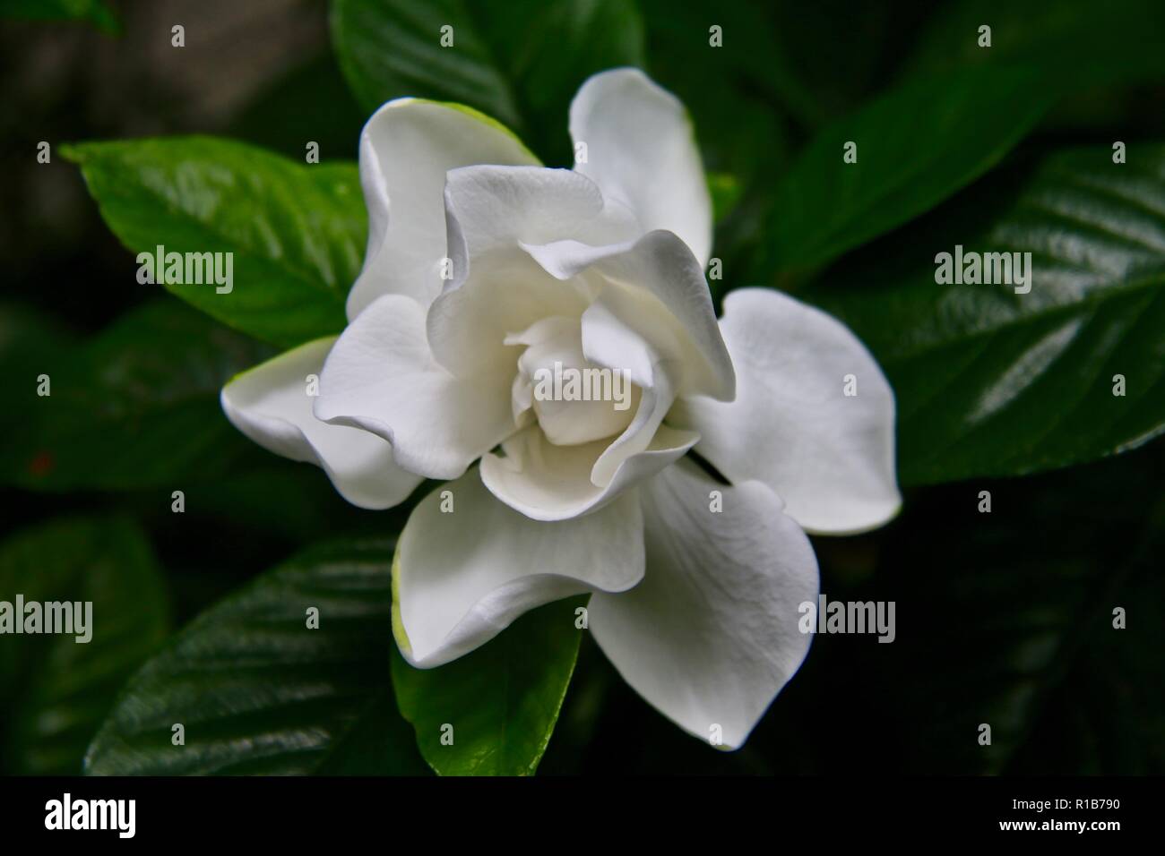 Gardenia blanca fotografías e imágenes de alta resolución - Alamy