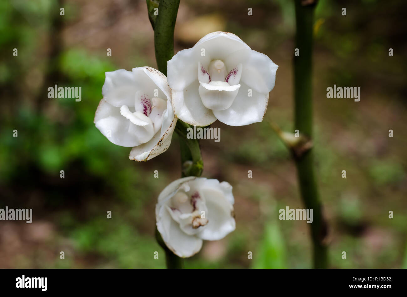 Peristeria elata también conocida como paloma de orquídea, la flor nacional de Panamá Fotografía de stock - Alamy Peristeria elata también conocida como paloma de orquídea, la flor nacional de Panamá Fotografía de stock - Alamy