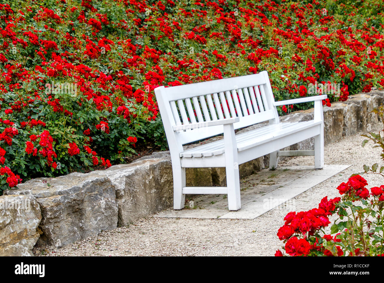Banqueta blanca en un jardín de rosas rojas Fotografía de stock - Alamy